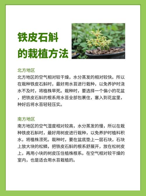 石斛繁殖方法