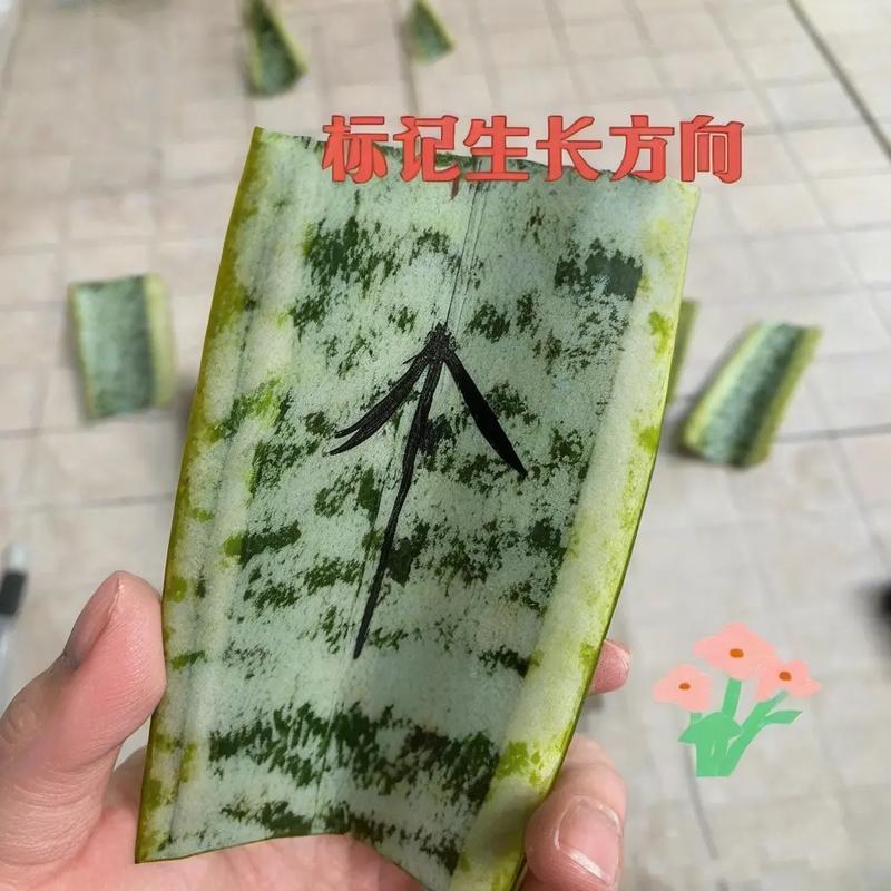 虎皮兰扦插生根最快方法