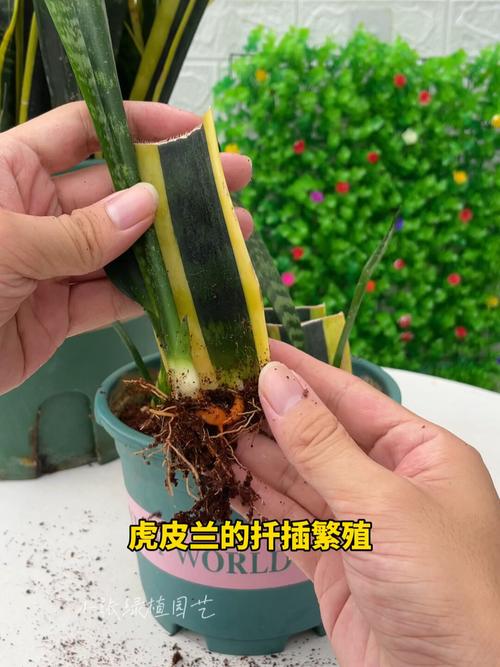 虎皮兰怎么扦插容易生根
