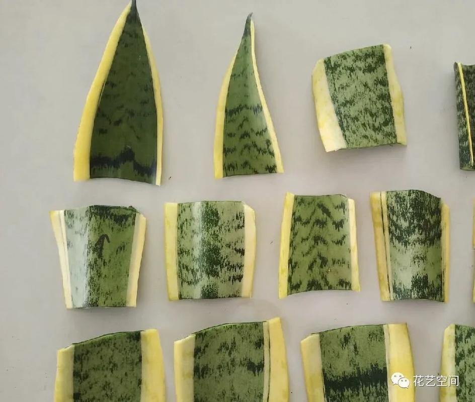 虎皮兰的扦插方法