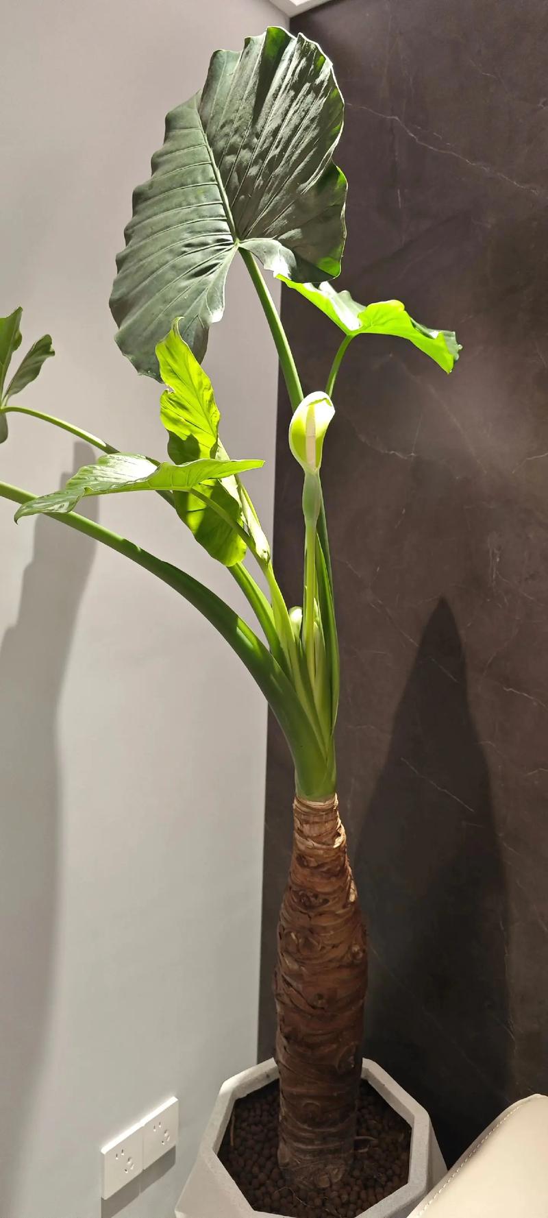 现在能把滴水观音种到土里吗?