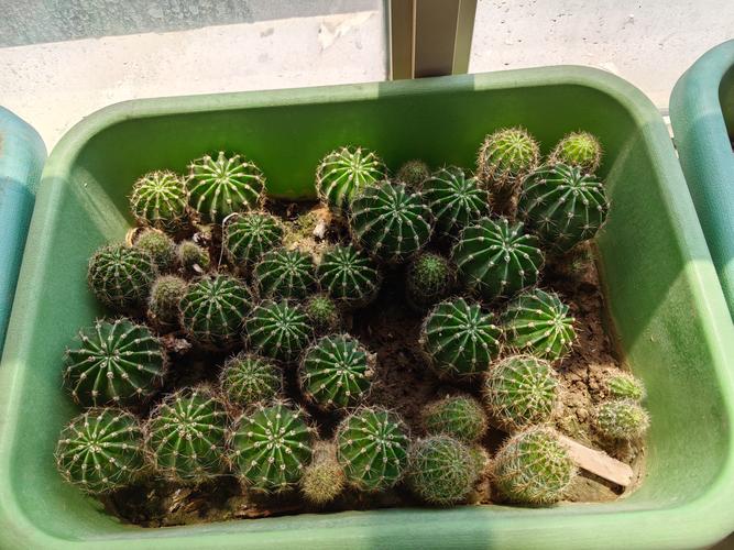 办公室50植物有哪些
