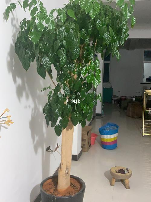 北京买幸福树和绿宝树别买错了