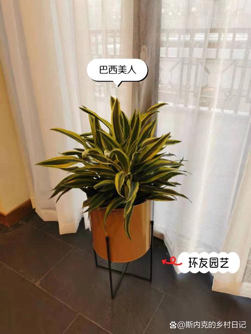 老板办公室植物