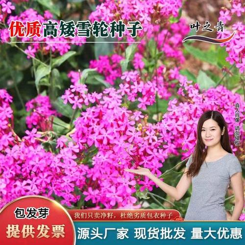 家养盆栽高雪轮的养殖方法和注意事项有哪些