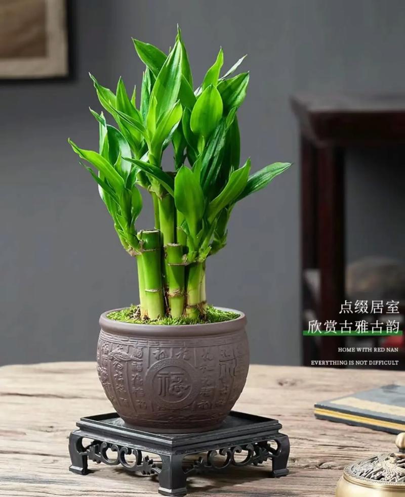 种富贵竹有讲究吗