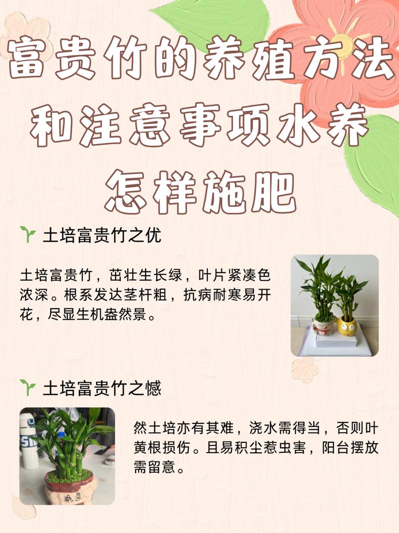 富贵竹的种植方法