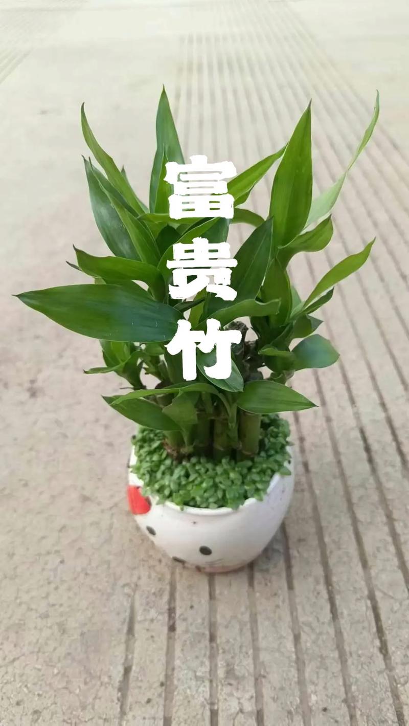 富贵竹最忌三种东西