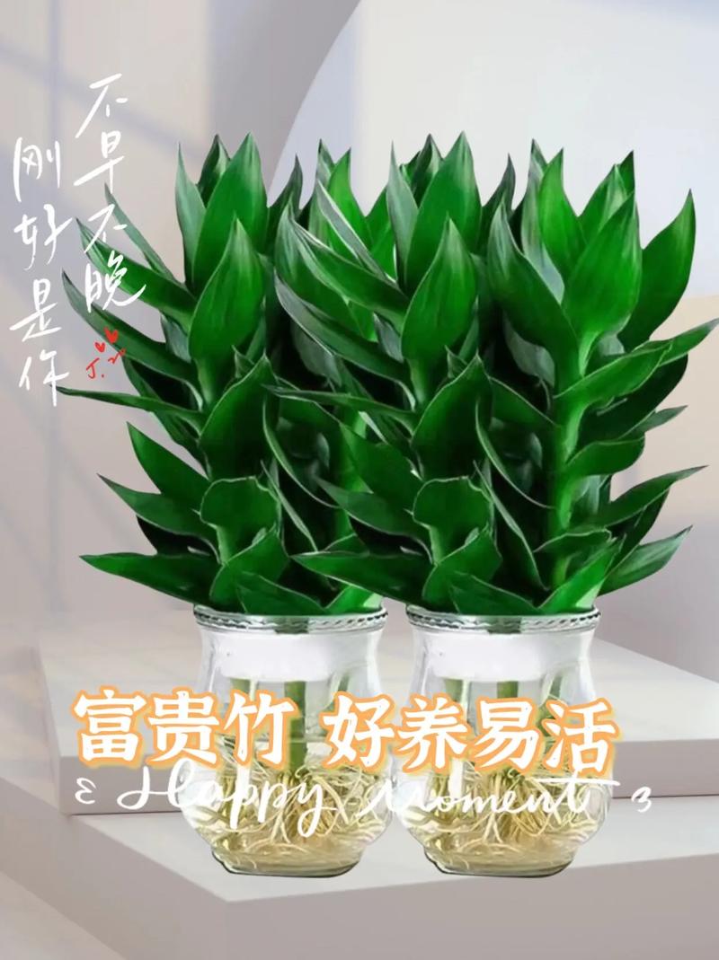 富贵竹种几个比较吉利富贵竹养在什么地方好