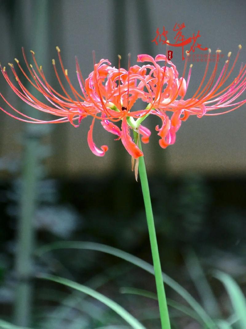 彼岸花又叫什么花?