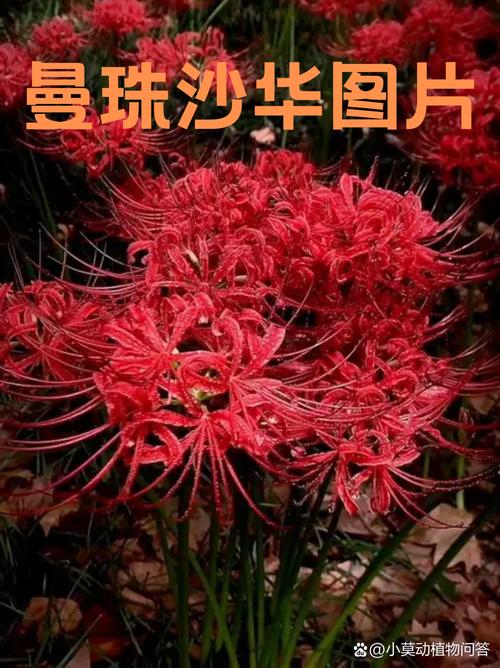 彼岸花都是有什么名字?