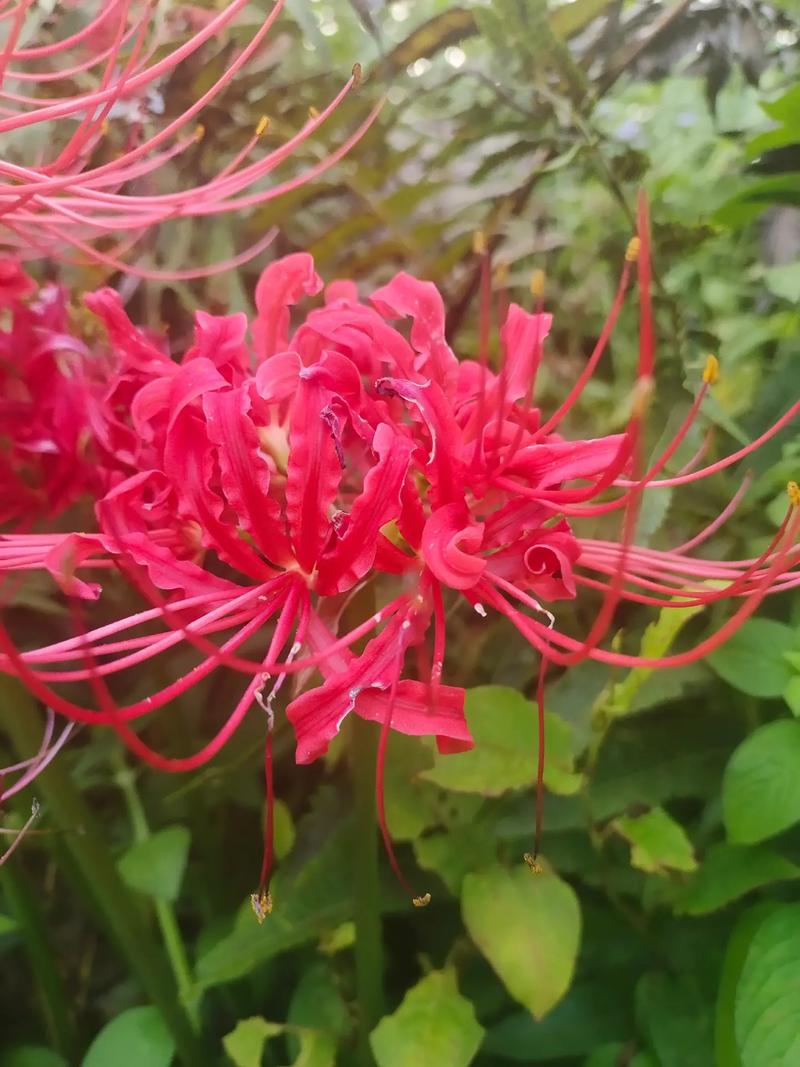 彼岸花又叫什么花