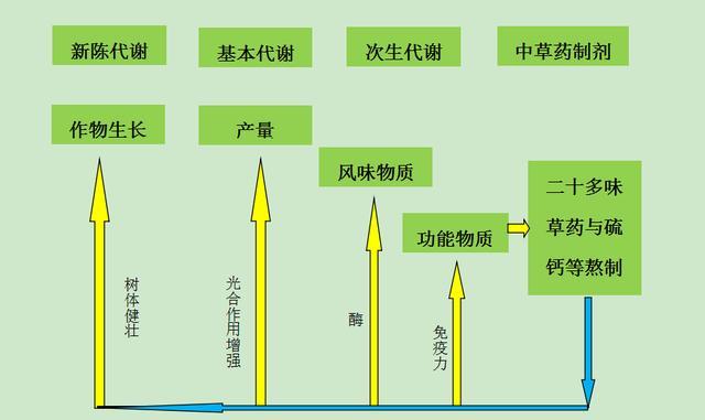 纹瓣兰病害及防治