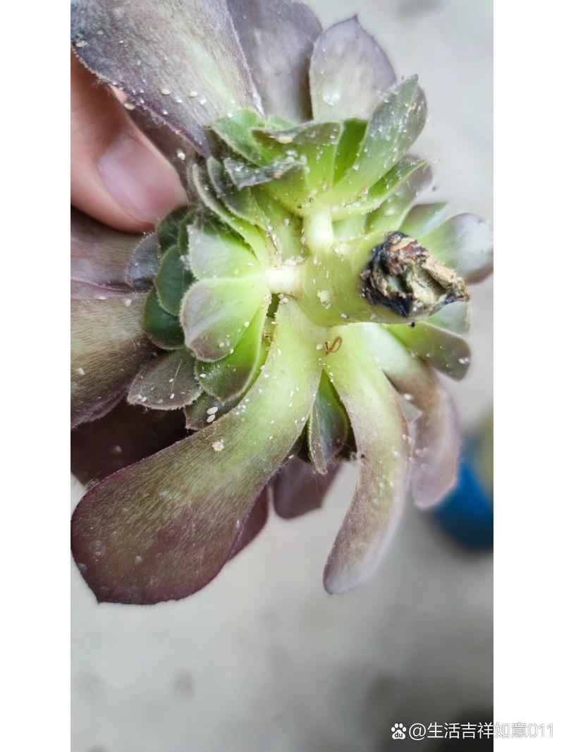 多肉生虫是什么样子的