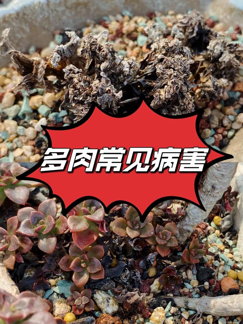 夏季多肉植物高发病虫害防治方法