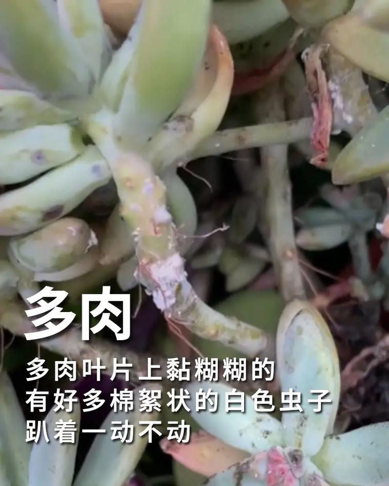 多肉9大病虫害表现症状及防治方法