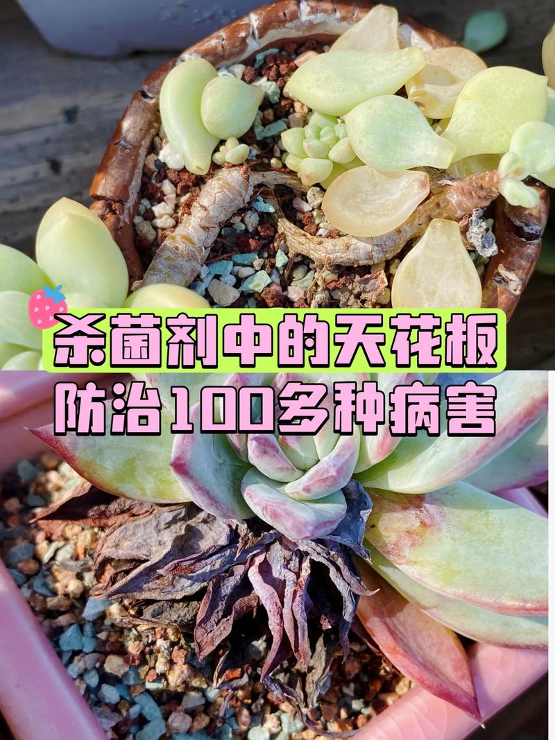 多肉常见病及处理方法