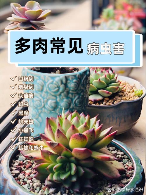 多肉植物病虫害有哪些