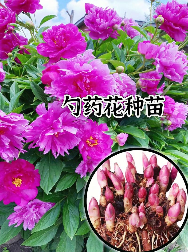 勺药花怎样种植和养护