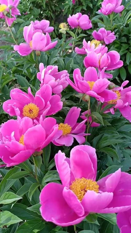 芍药是什么花