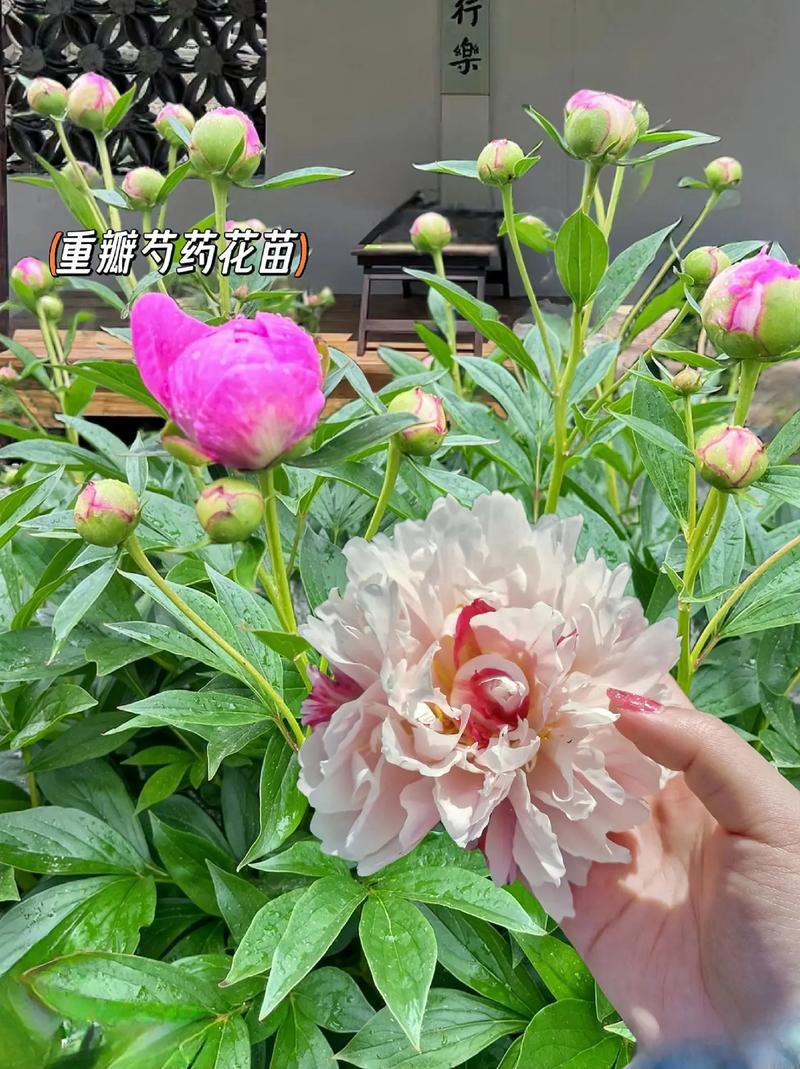 芍药花怎么养