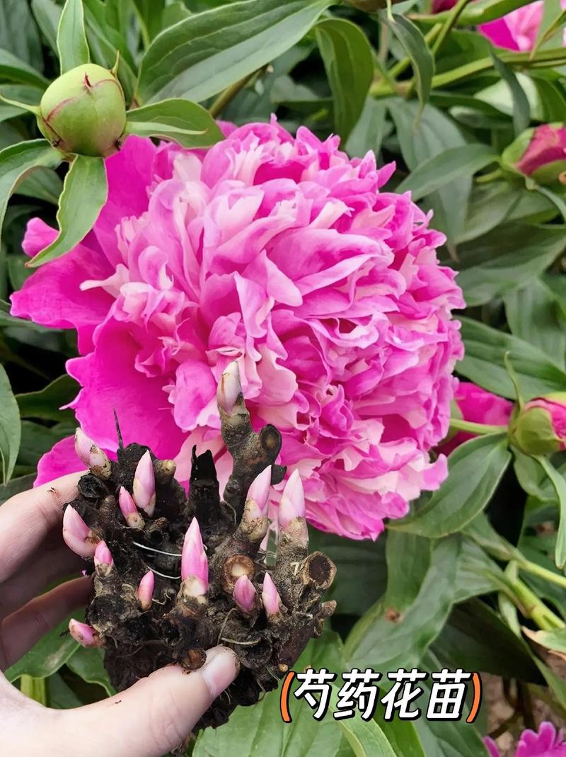 芍药几月份种?种的时候要注意什么?