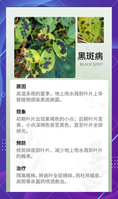 天热养月季,需要做好正确养护,否则容易成药罐子,如何养?