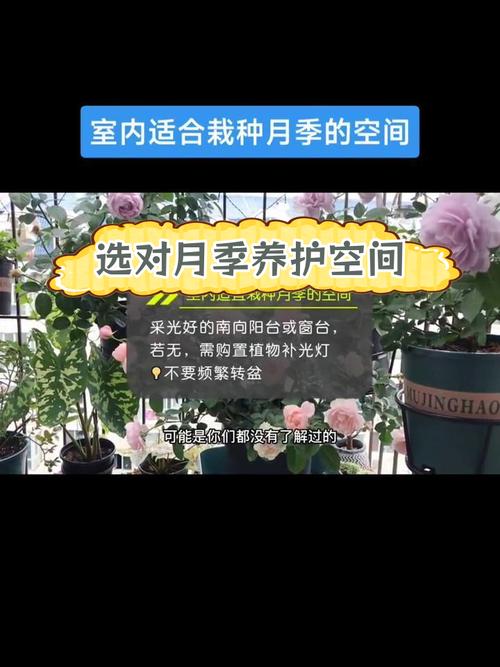 室内月季花怎么养植