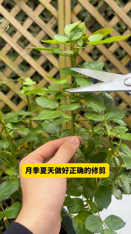 月季花怎么养,怎么修剪