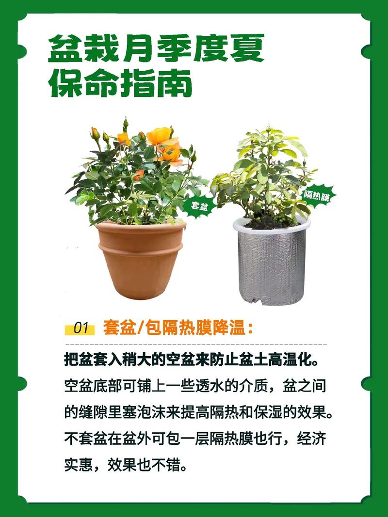 月季该如何养护?