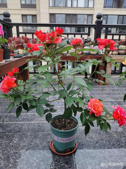 月季花要怎么养护才好?