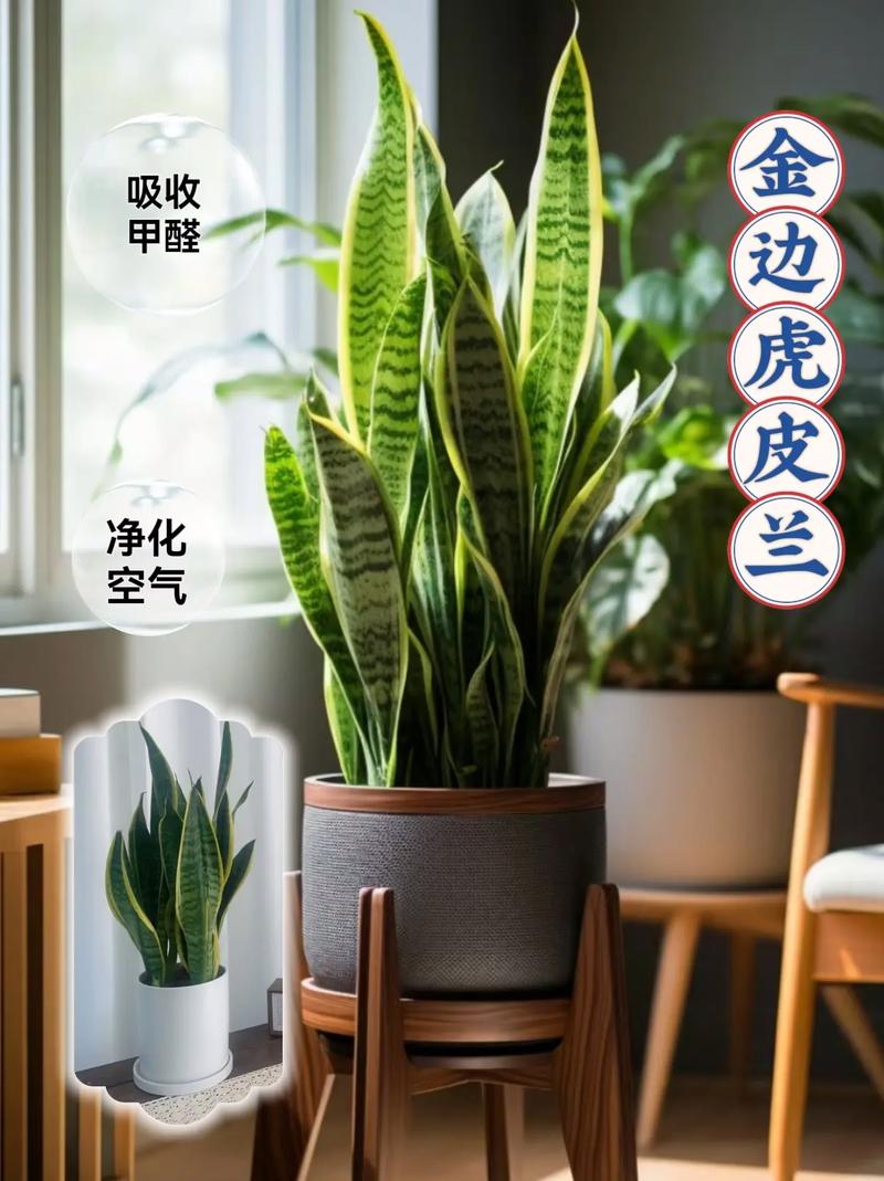 虎皮兰能净化空气,开花后寓意好,好看又好养,早春如何养呢?