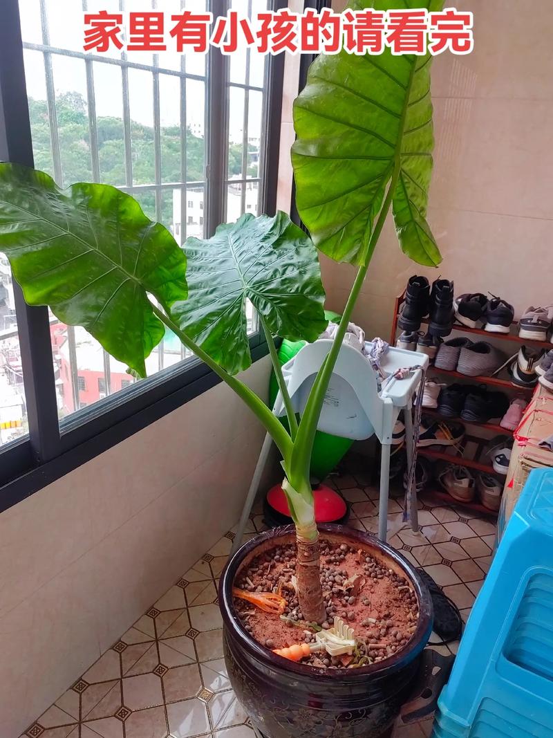 滴水观音有毒吗碰了怎么办