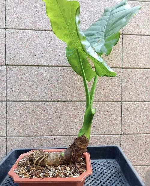 滴水观音有毒吗滴水观音毒性大吗