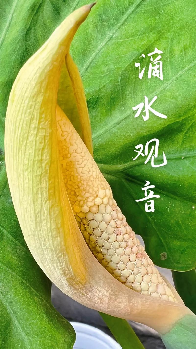 滴水观音的毒性有多大