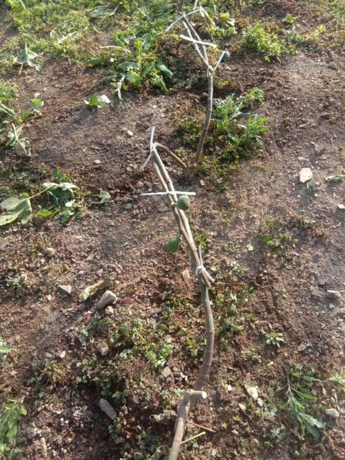 无花果春天怎样剪枝