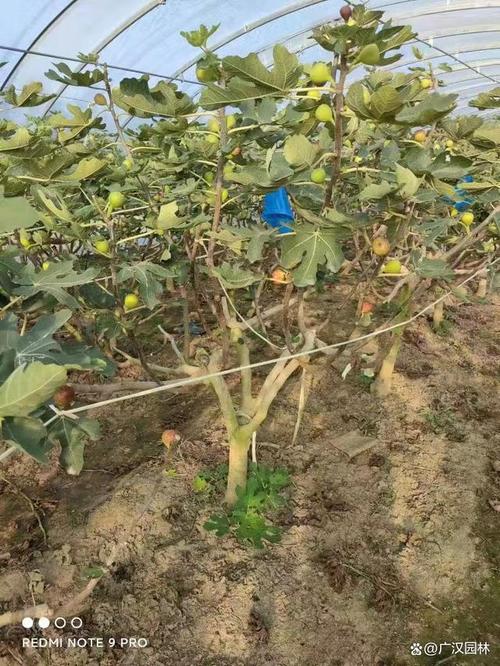 无花果树春季怎样修剪