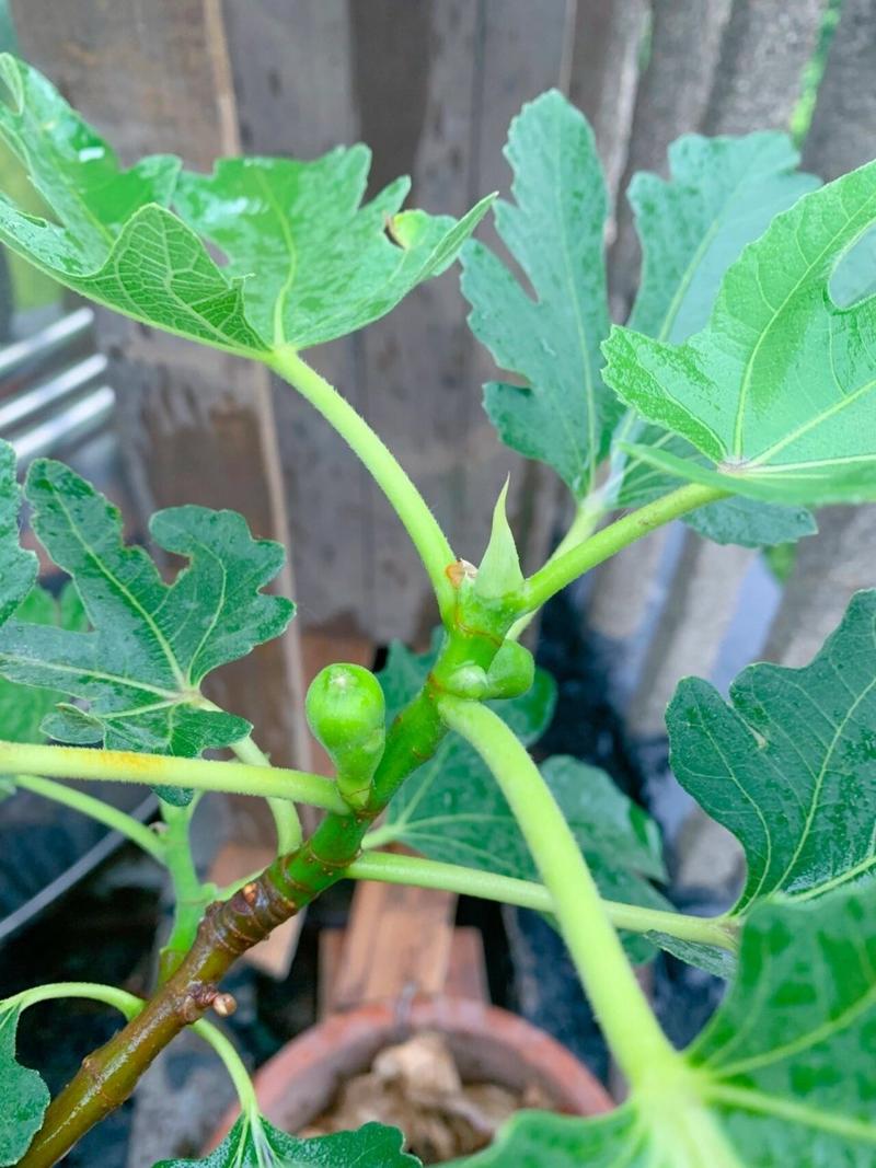 无花果春季修剪要点