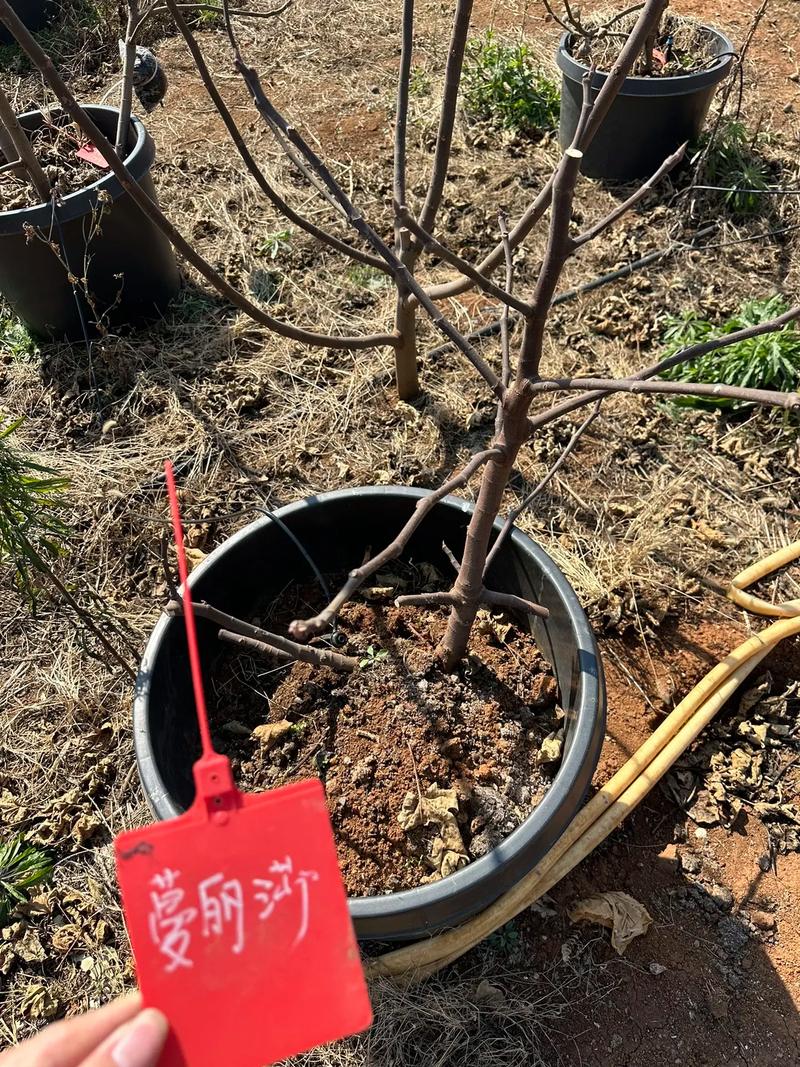 无花果怎样修剪应该在什么时间修剪
