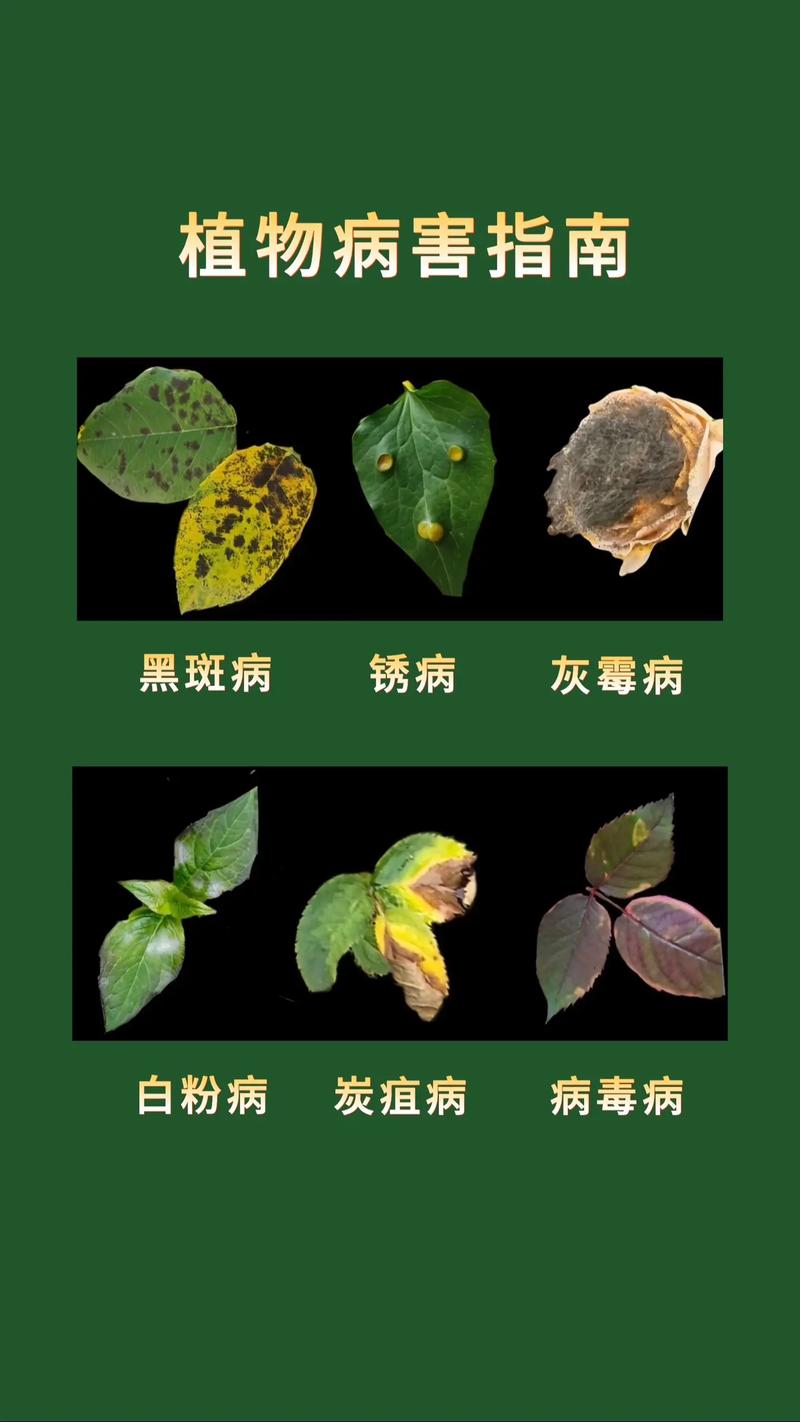 大花蕙兰病虫害防治