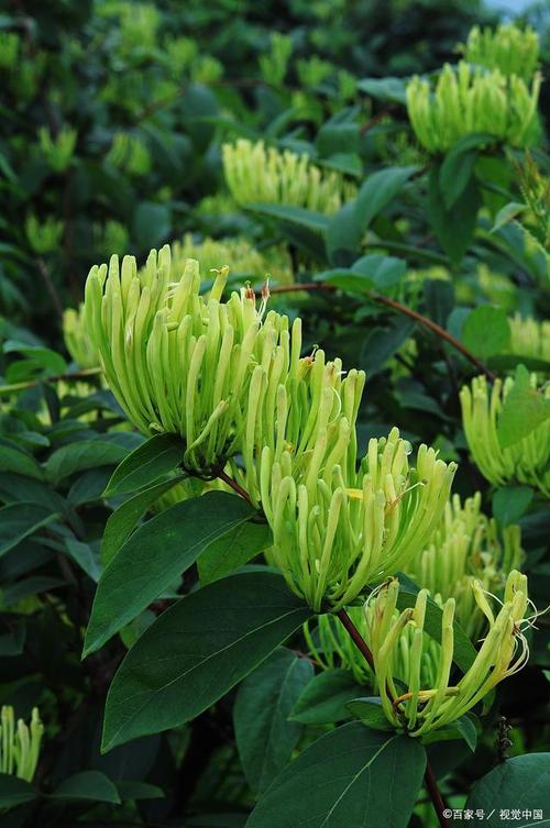金银花怎么浇水