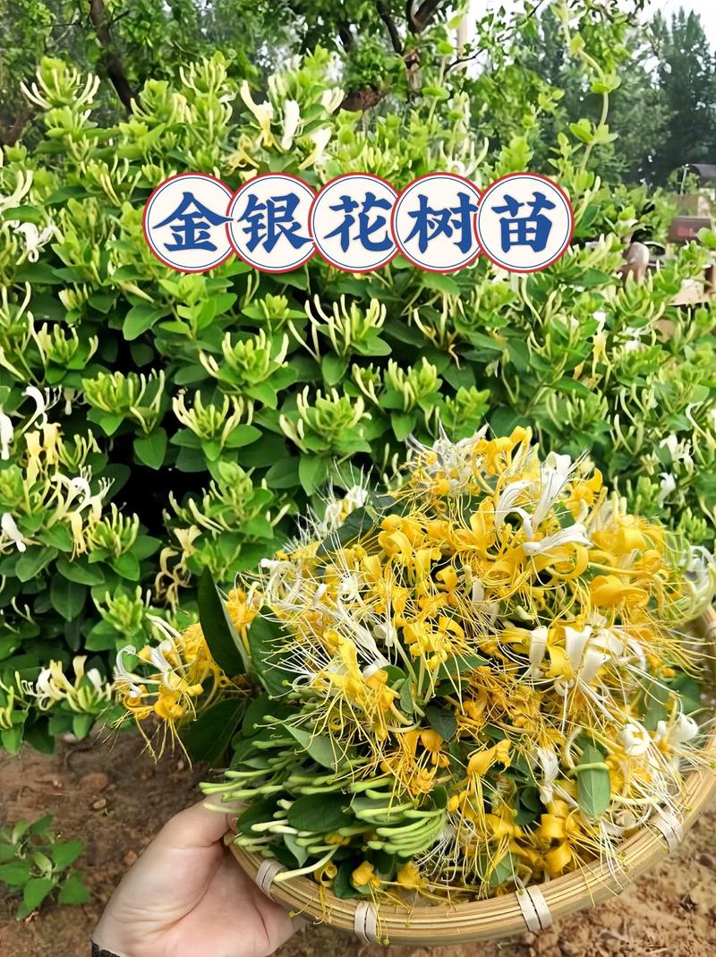 金银花怎么养