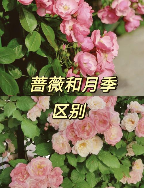 月季和蔷薇的区别介绍