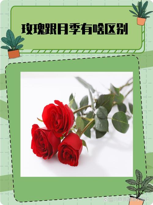 蔷薇花和月季花的区别是什么