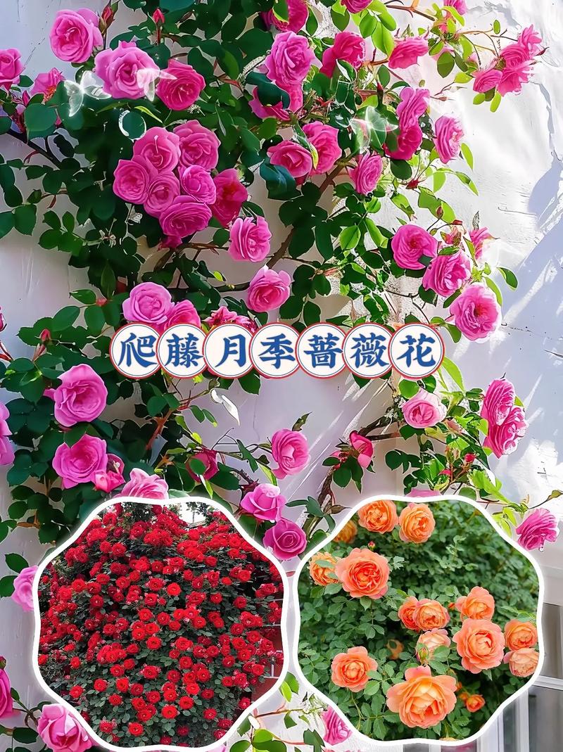 蔷薇花和月季花有什么区别