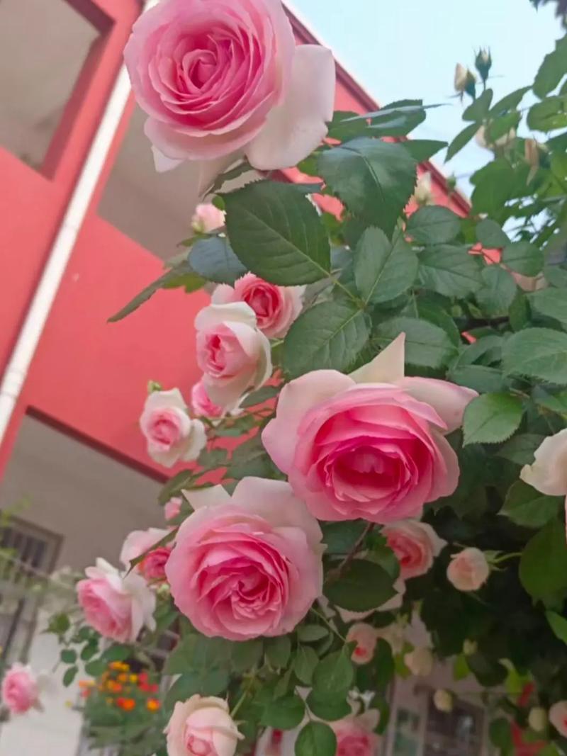 蔷薇花和月季花的区别