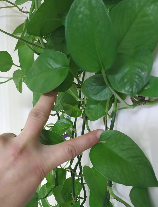 绿萝黑斑病用肥皂水吗
