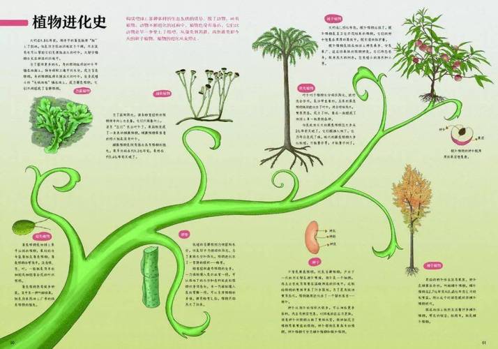 植物的起源与演化过程是怎样的