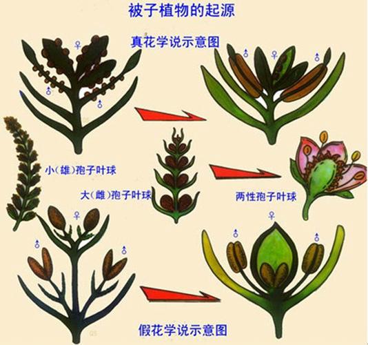 植物进化的大致历程