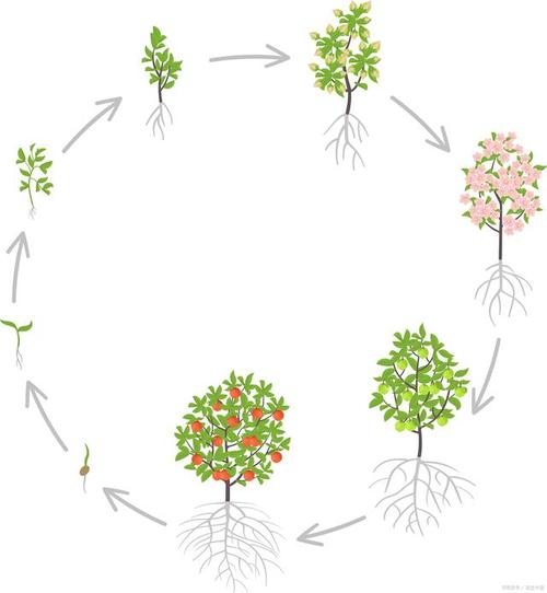 植物的起源和进化过程